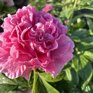 CARNATION BOUQUET