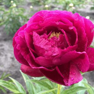 Peony Ann Zahler