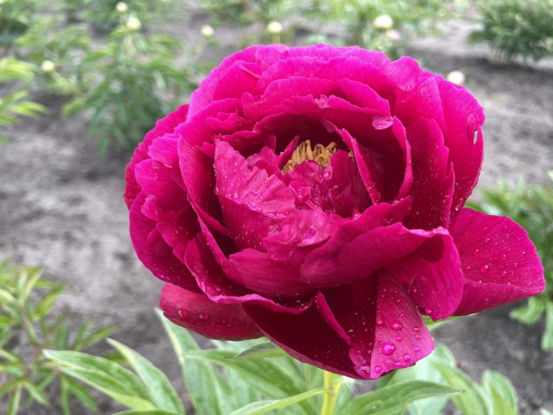 Peony Ann Zahler