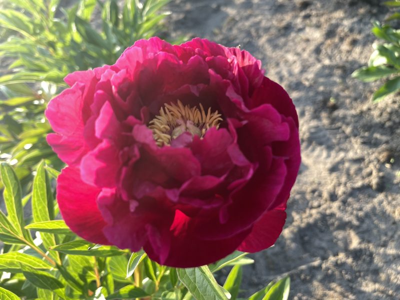 ANN ZAHLLER