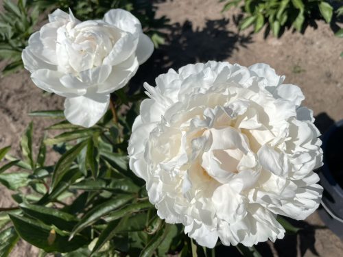 GARDENIA