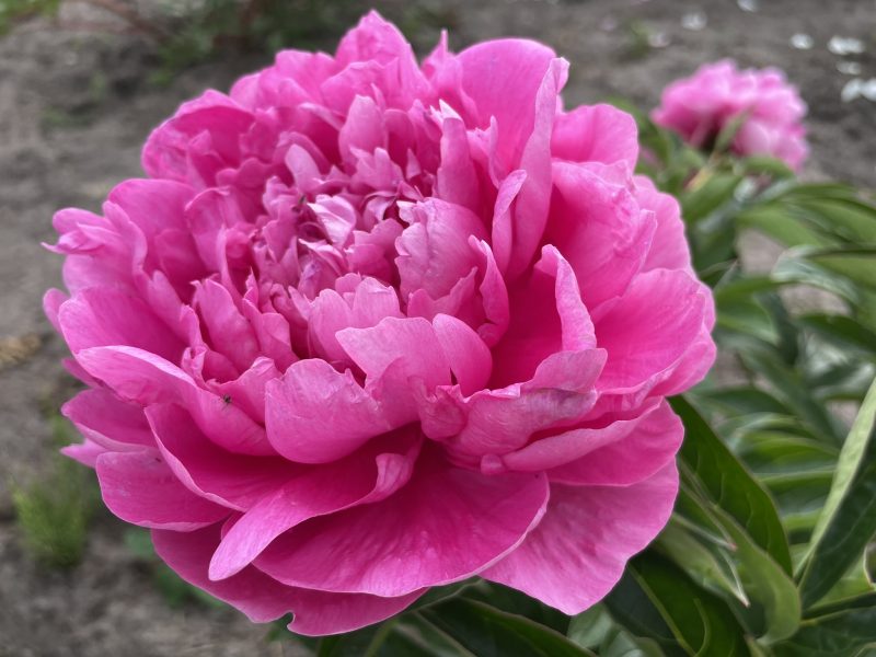 PRINCESS MARGARET
