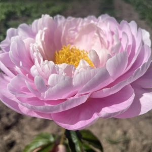 FLYING PINK SAUCER