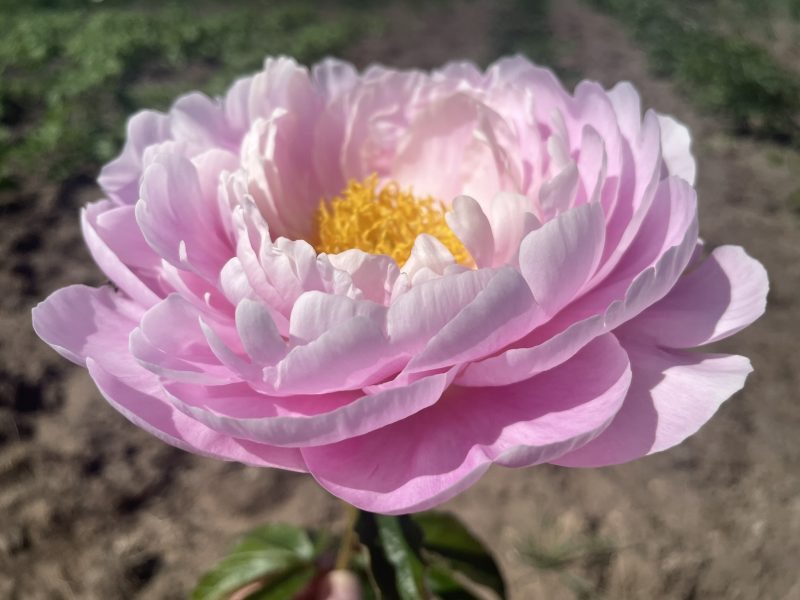 FLYING PINK SAUCER