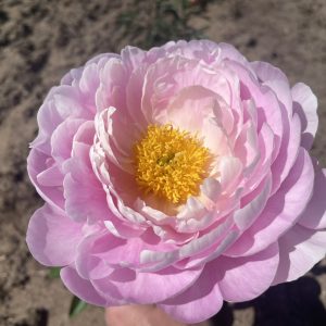 FLYING PINK SAUCER