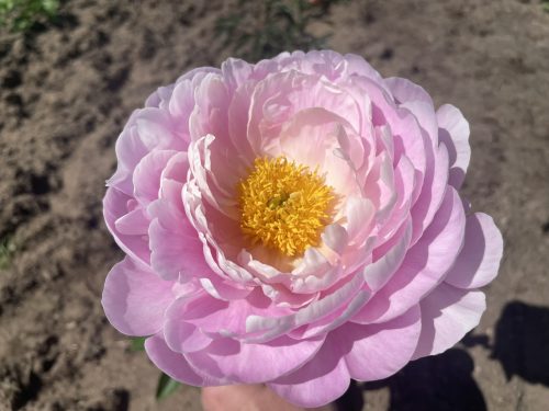 FLYING PINK SAUCER