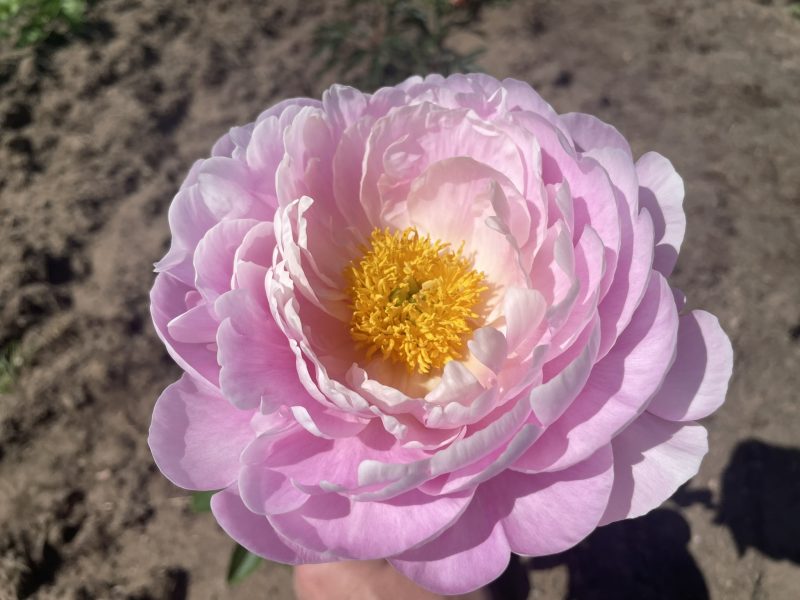 FLYING PINK SAUCER