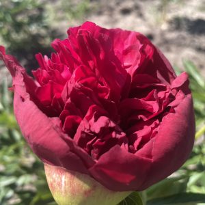 MOSKVA