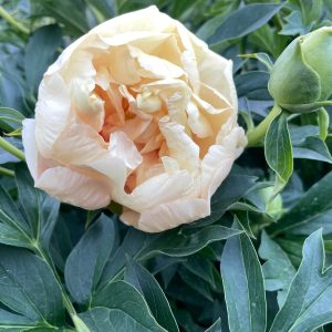SOLEIL D'AMBRE