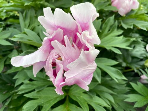 NORVEGIAN BLUSH
