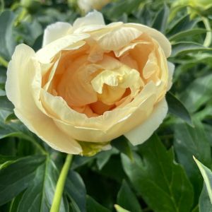 SOLEIL D'AMBRE