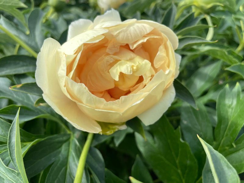 SOLEIL D'AMBRE