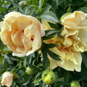 SOLEIL D'AMBRE