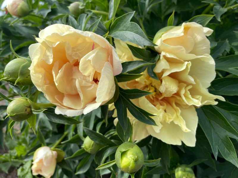 SOLEIL D'AMBRE