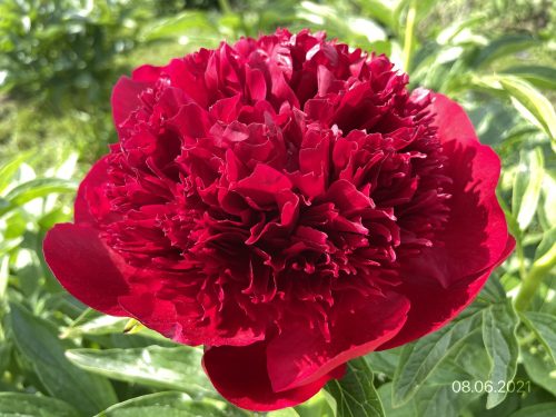 RED CHARM