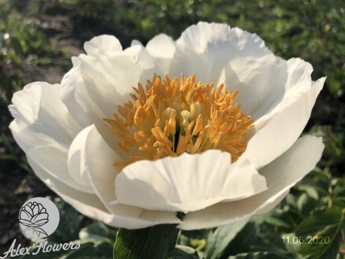 IVORY WHITE SAUCER