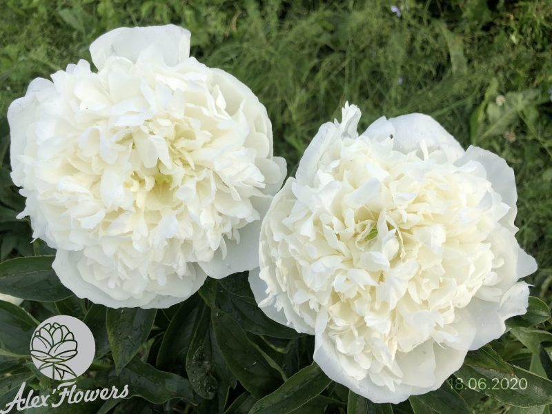DUCHESSE DE NEMOURS