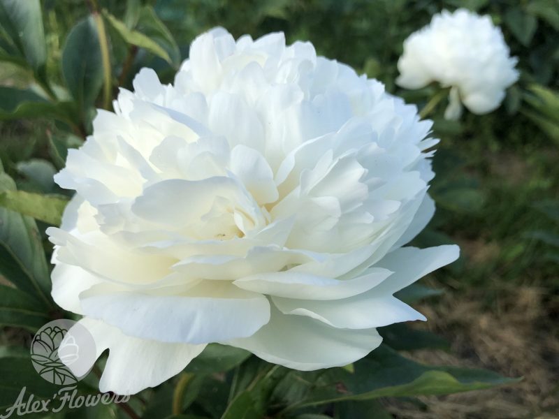 A.E. KUNDRED