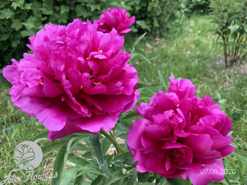 OFELIA