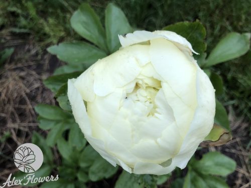 LEMON CHIFFON