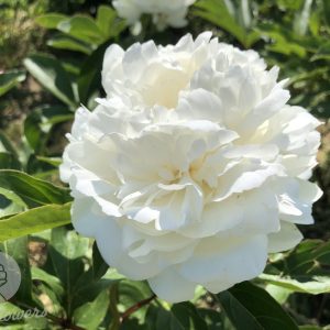 A.E. KUNDRED