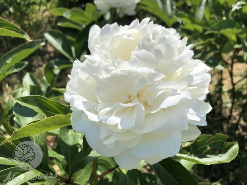 A.E. KUNDRED