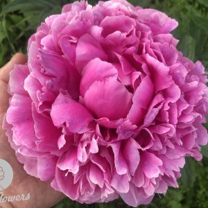PINK WONDER