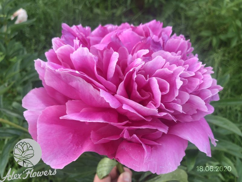 PINK WONDER