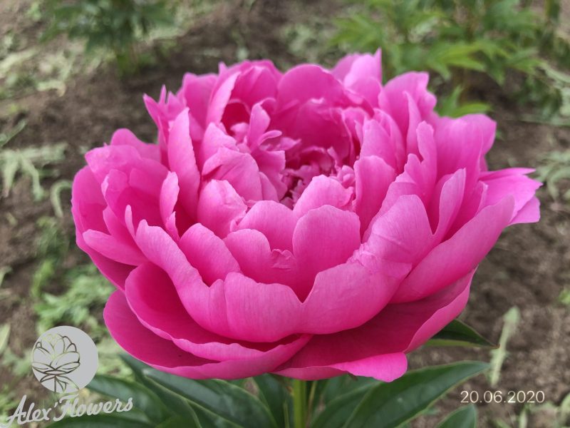 PRINCESS MARGARET