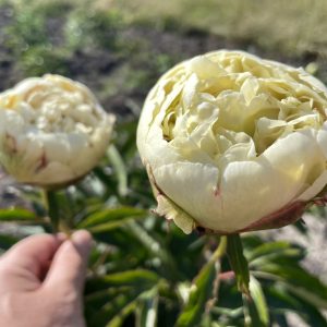 ANATOLIJ SKAKODUB