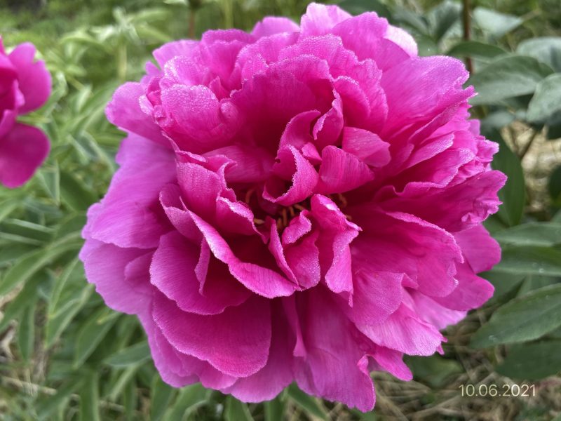 OFELIA