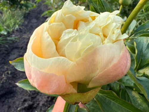 PEACHES AND CREAM