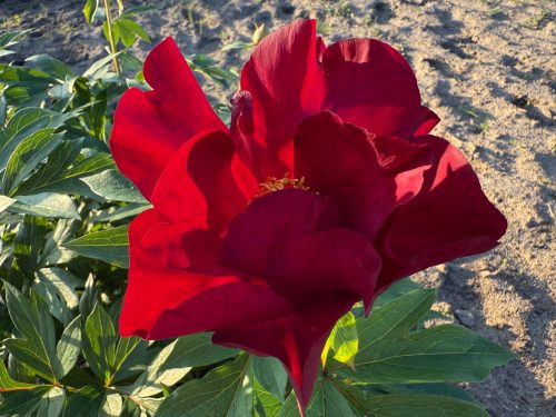 SCARLET HEAVEN
