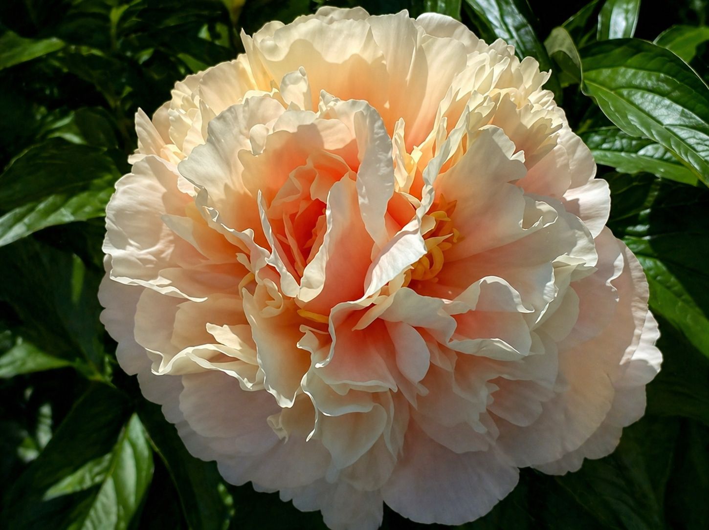 Elsa von Brabant